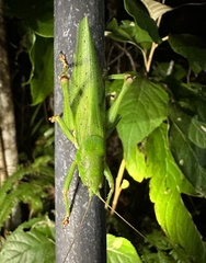 Austrosalomona destructor