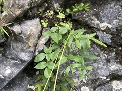 Angelica tarokoensis