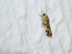 Spragueia