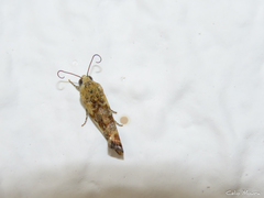 Spragueia