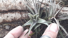Tillandsia