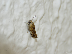 Spragueia