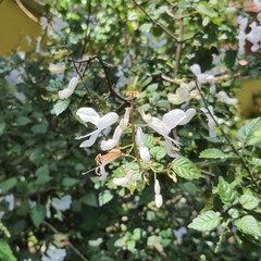 Plectranthus saccatus