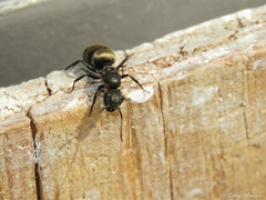 Camponotus arboreus