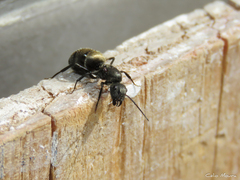 Camponotus arboreus