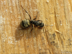 Camponotus arboreus