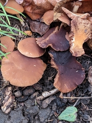 Psathyrella piluliformis