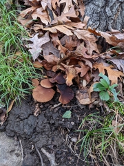 Psathyrella piluliformis