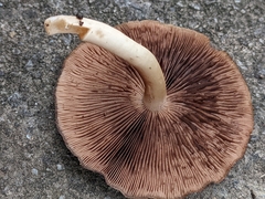 Psathyrella piluliformis
