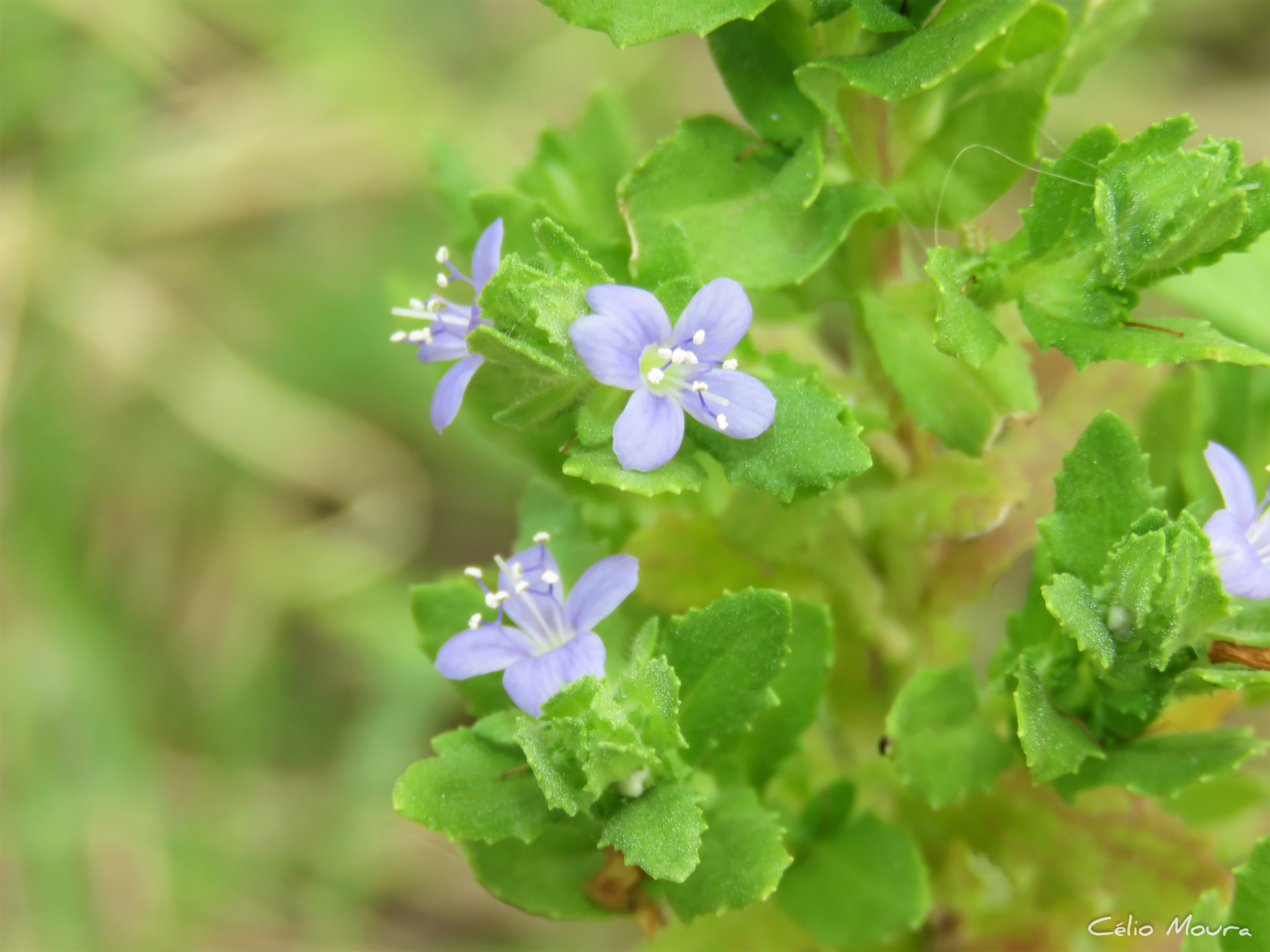 Stemodia maritima