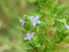 Stemodia maritima