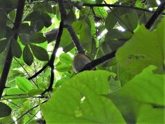 Ficedula