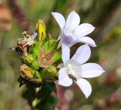 Roella amplexicaulis