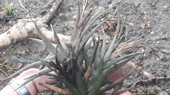 Tillandsia