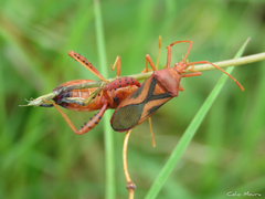 Crinocerus sanctus