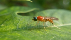 Sarginae