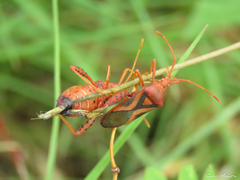 Crinocerus sanctus