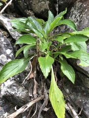 Patrinia glabrifolia