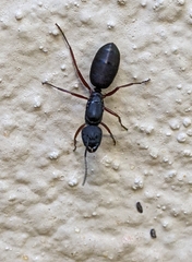 Camponotus chalceus