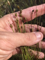 Eleocharis tuberculosa