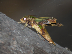 Eupanacra busiris