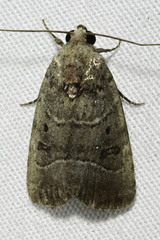 Elaphria fuscimacula