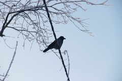 Corvus cornix