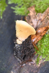 Crepidotus autochthonus