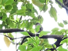 Ficedula
