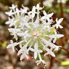 Pimelea