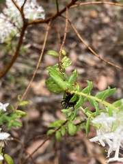 Pimelea