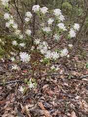 Pimelea