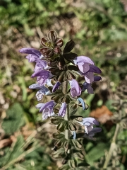 Salvia verbenaca