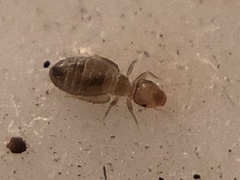 Liposcelididae
