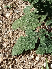 Salvia verbenaca