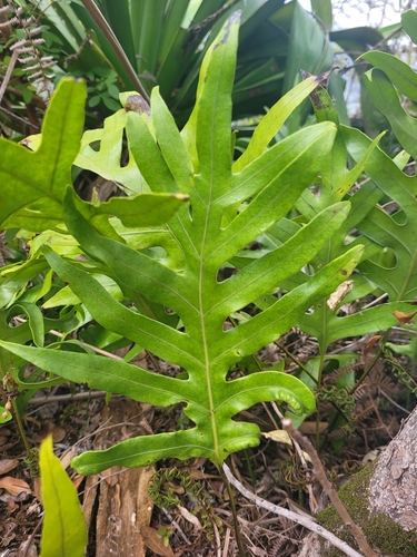Microsorum scolopendria