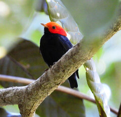 Ceratopipra rubrocapilla