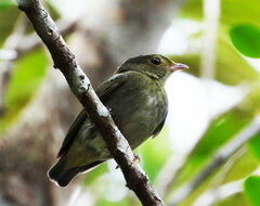 Ceratopipra rubrocapilla