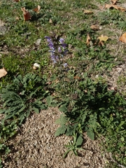 Salvia verbenaca