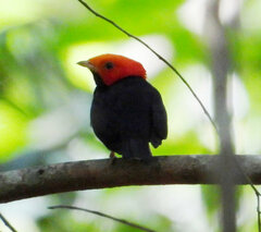 Ceratopipra rubrocapilla