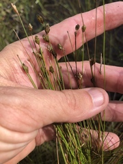Eleocharis tuberculosa