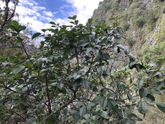 Viburnum propinquum