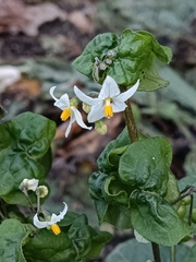 Solanum nigrum