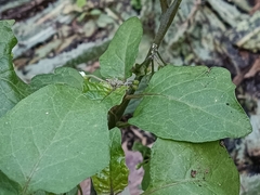 Solanum nigrum
