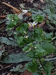 Solanum nigrum