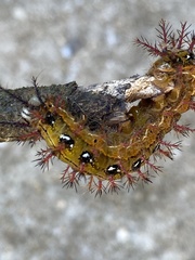 Lepidoptera