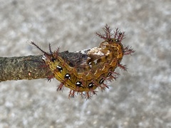 Lepidoptera