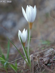 Crocus hyemalis