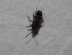 Lanchnophorus singalensis