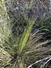 Eleocharis tuberculosa